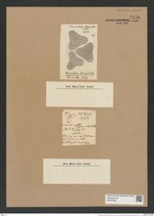 Triceratium columbi Witt. (de-Toni-Nr.: Genus 140, Species 3999) Zeichnungen Sammlung Grunow Nr. 7476 (NHMW-BOT-W0376580)